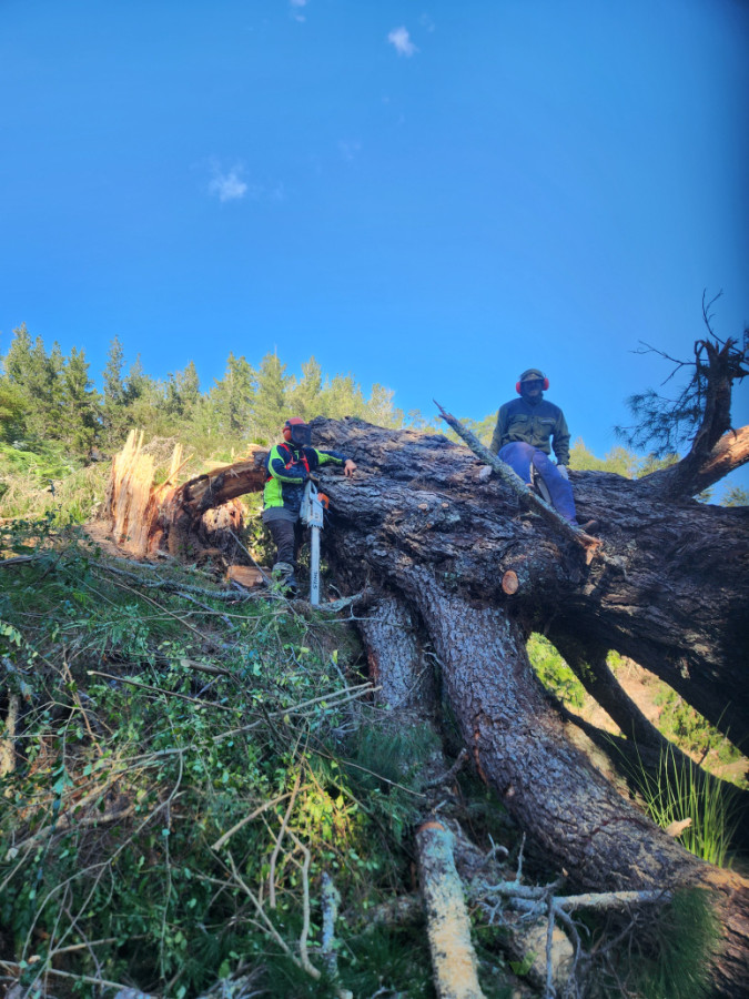 Tree felling pauanui