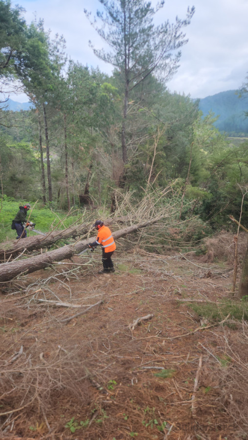 Tree cutting pauanui