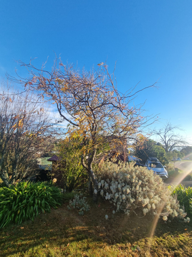 Robinia Before