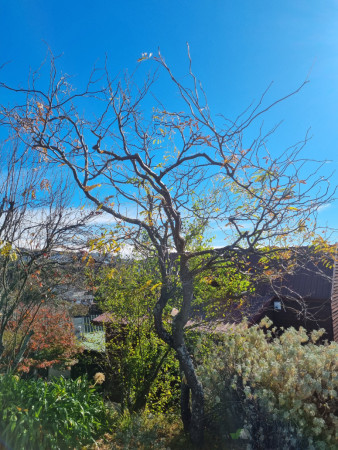 Robinia After