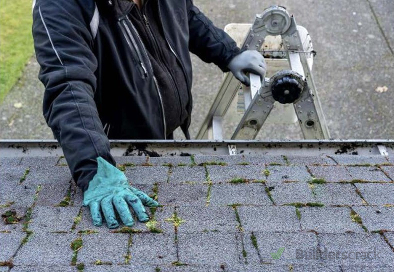 Lichen and Moss removal