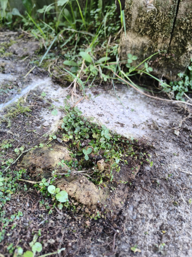 This whole fence has blown down, all 8 posts are embedded 300mm deep, i think time to hire a Jackhammer