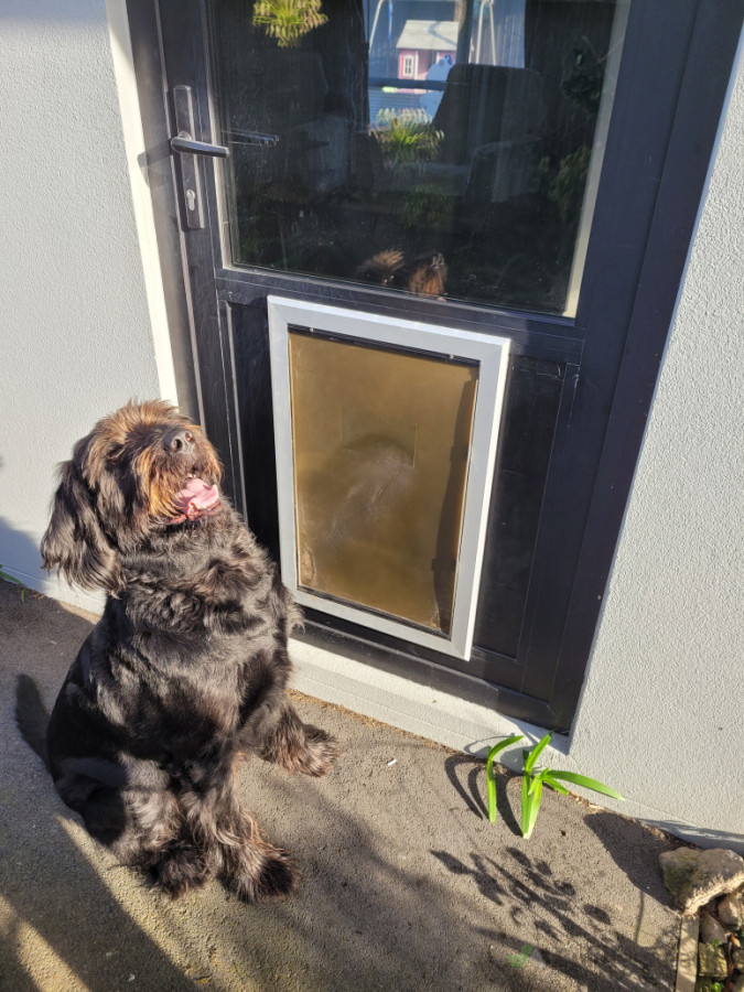 big robust dogdoor custom measured installs