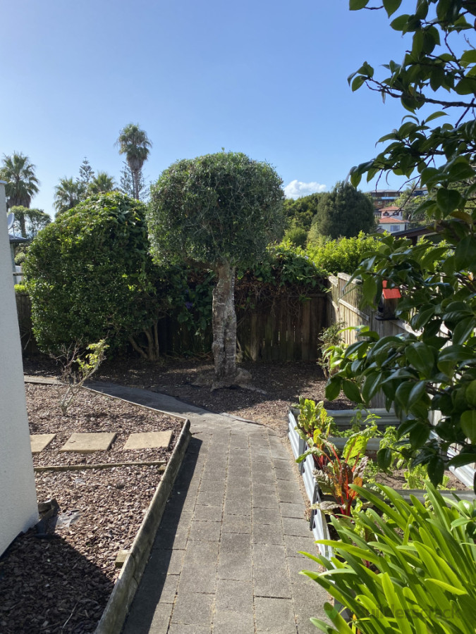 Garden tidy, weeding , tree trimming and clearing the pathway from weeds