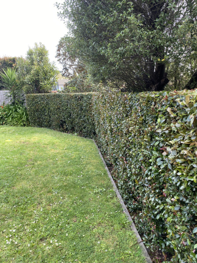 Small hedges