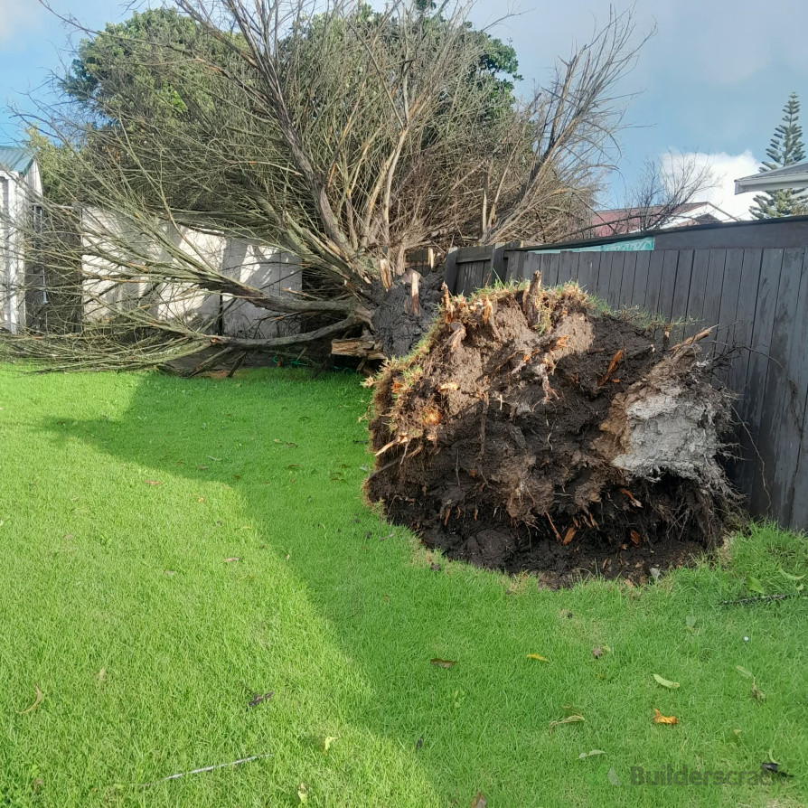 Fallen tree after storm