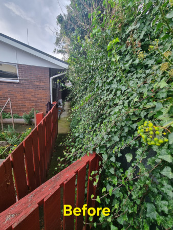 Ivy to be removed.