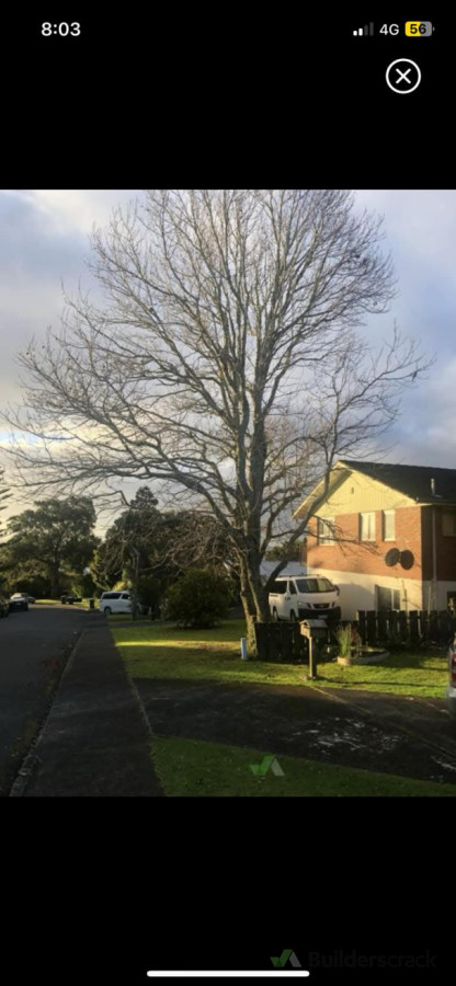 Height reduction of big oak tree to make it more balanced and less dangerous