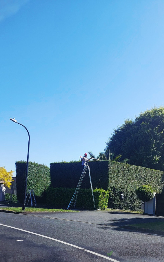 Hedge Trimming