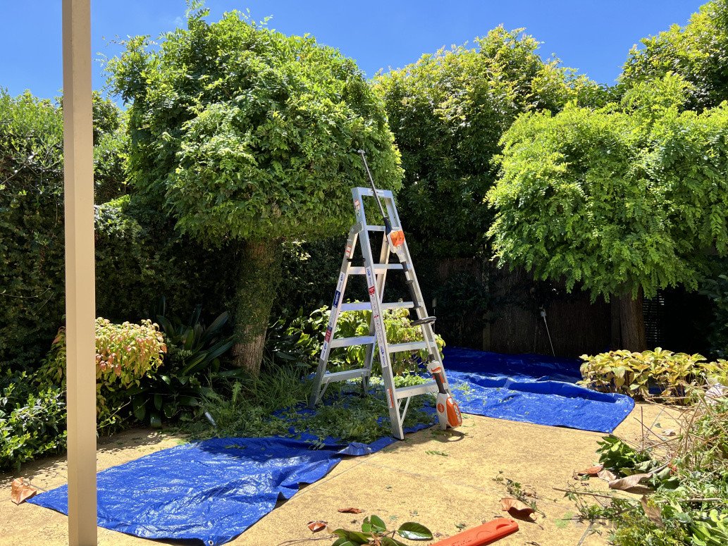 Tree Shaping & Tidy Up - Birkenhead