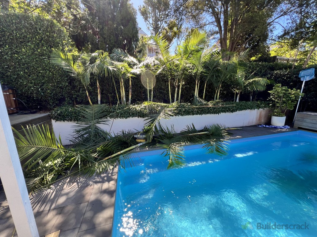 Palm Pruning - Freemans Bay