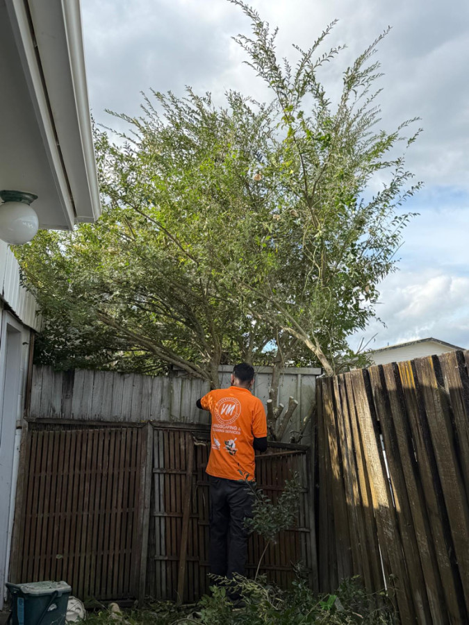 Tree Trimings