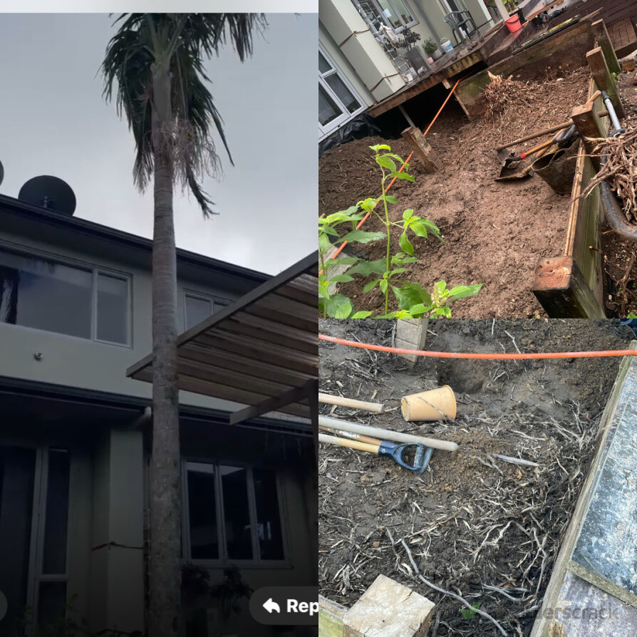 Tree removal and soil removal