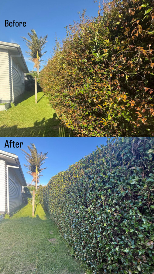 Hedge Trimming: Before vs After
