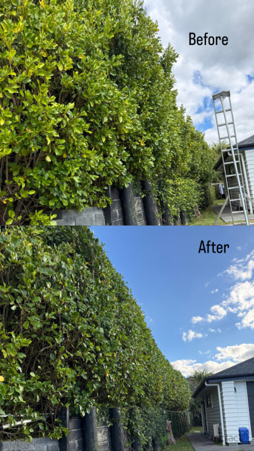 Hedge Trimming: Before vs After