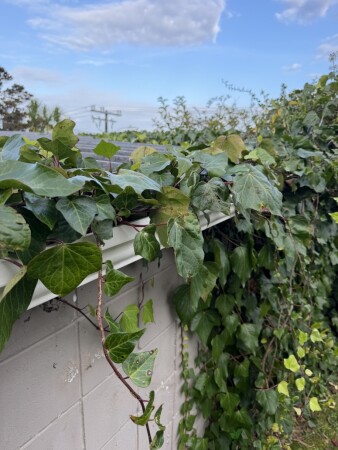 Gutter was completely blocked and no water flow