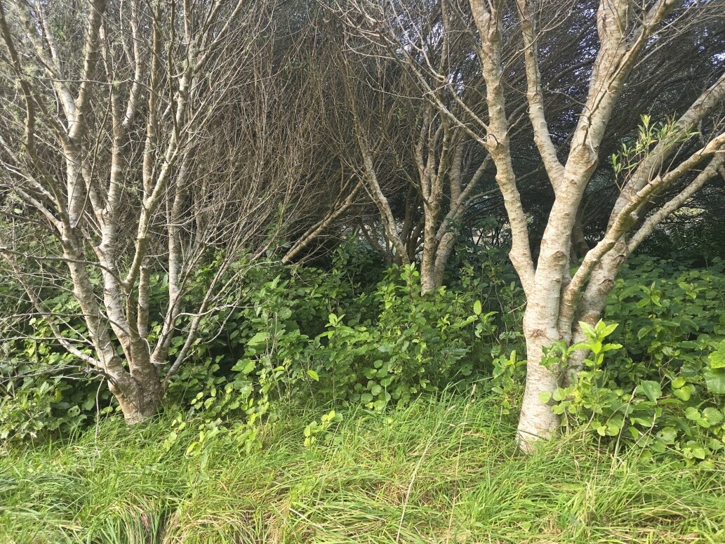 A before photo of some scrub that needed to be cleared