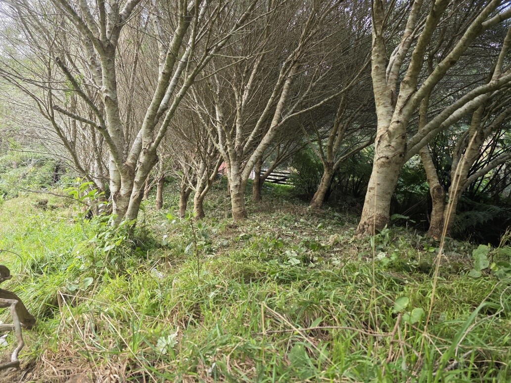 An after photo of the scrub, this took approximatly 2.5 hours and it was all shredded so no green waste had to be removed