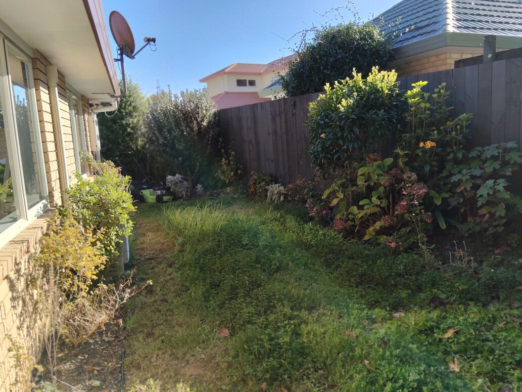 Backyard - Before
