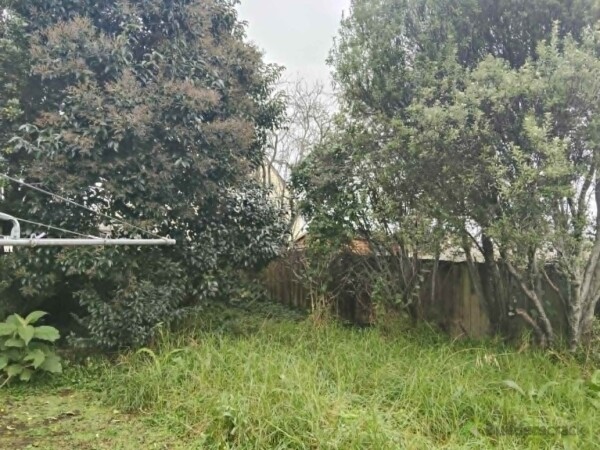 Before - Back yard