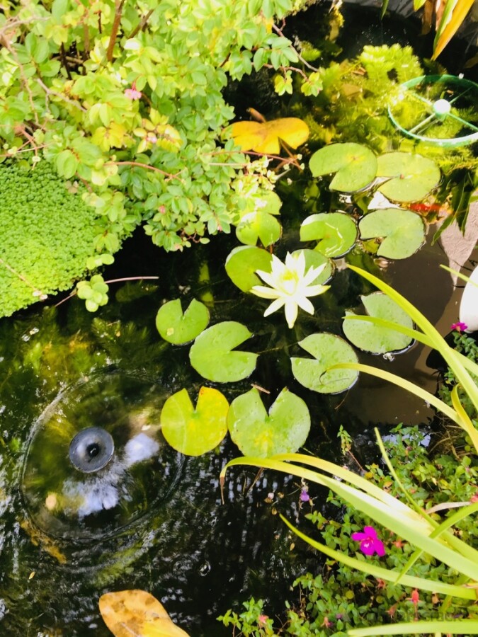 Pond Design/Build