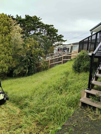 Front yard - overgrown lawn