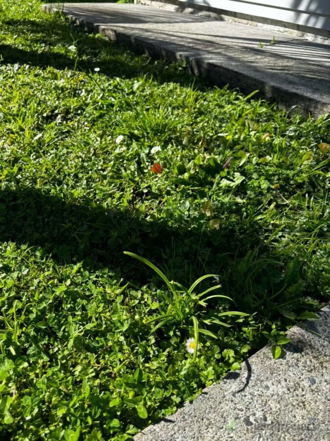 Weed Removal