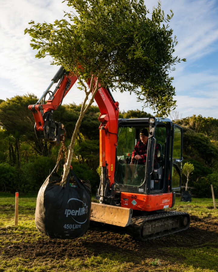 Muriwai Estate Olive Orchard