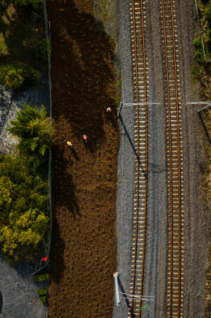 Henderson Station Planting