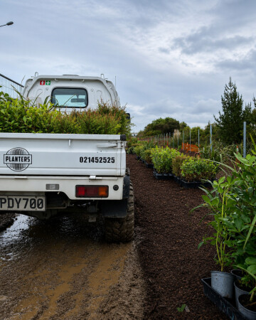 Henderson Station Planting