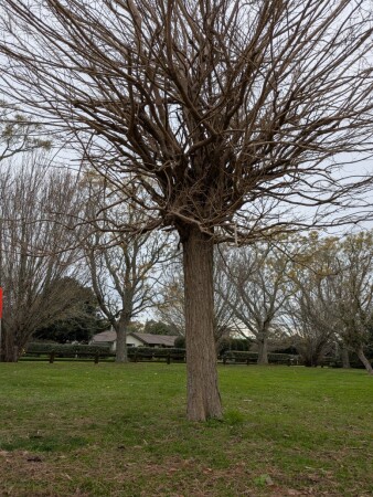 Individual Mop-Top Black Locust specimen: before pruning.