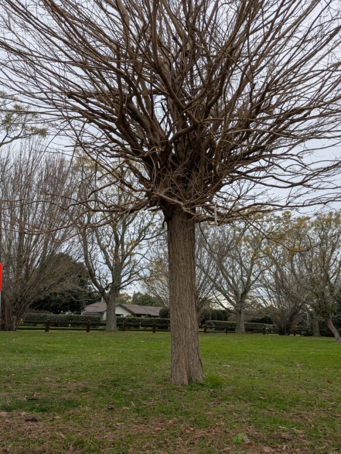 Individual Mop-Top Black Locust specimen: before pruning.