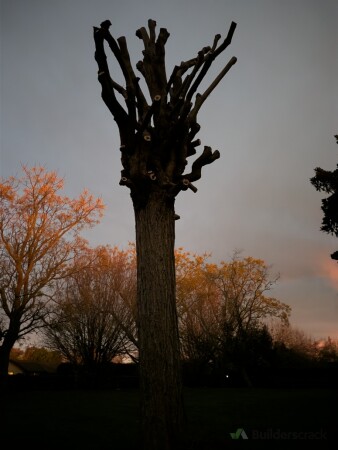 Individual Mop-Top Black Locust specimen: at the conclusion of pruning.