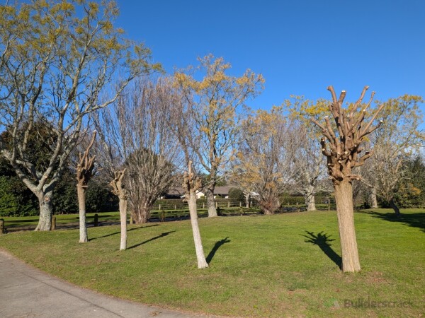 After pruning: one of the completed sides.