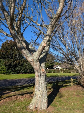 Nearby _Melia azedarach_ Persian Lilac, crown lift to increase sunlight for understorey