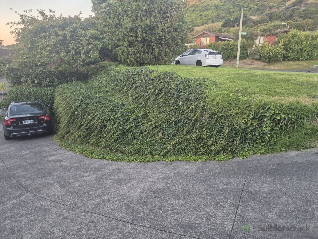 Hedge Trimming- Before