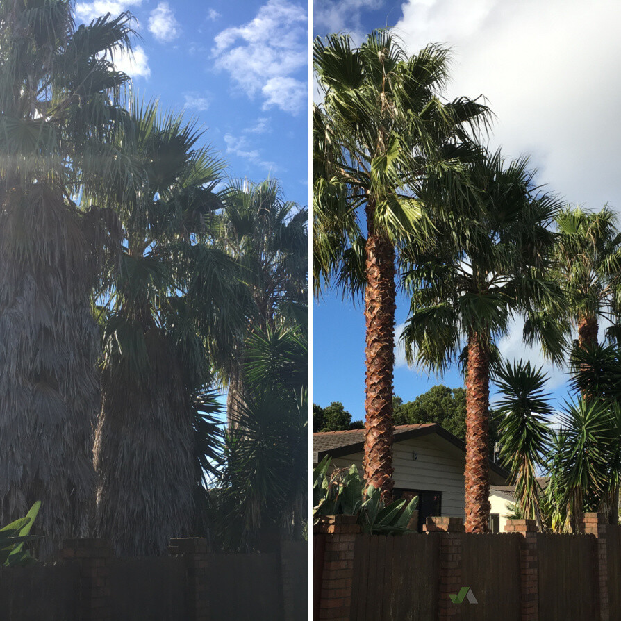Palm pruning