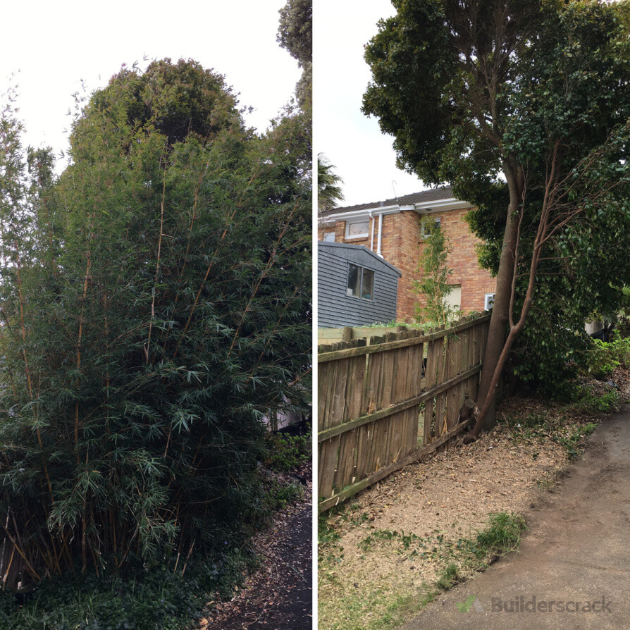 Bamboo Removal