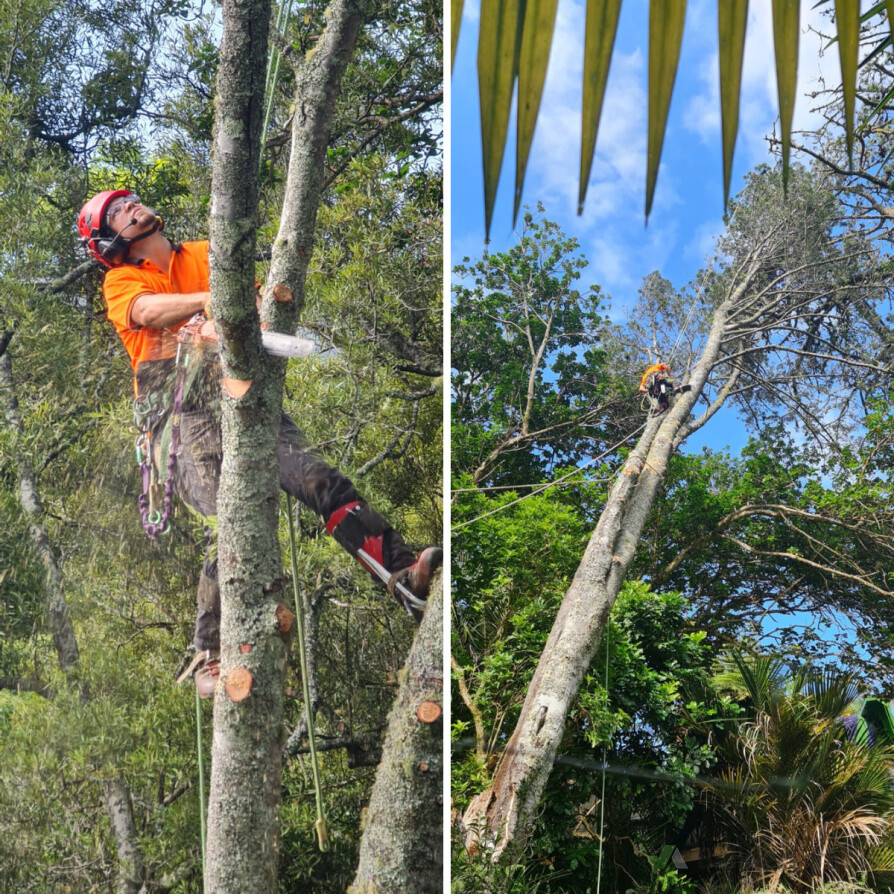 Broken Tree Removal