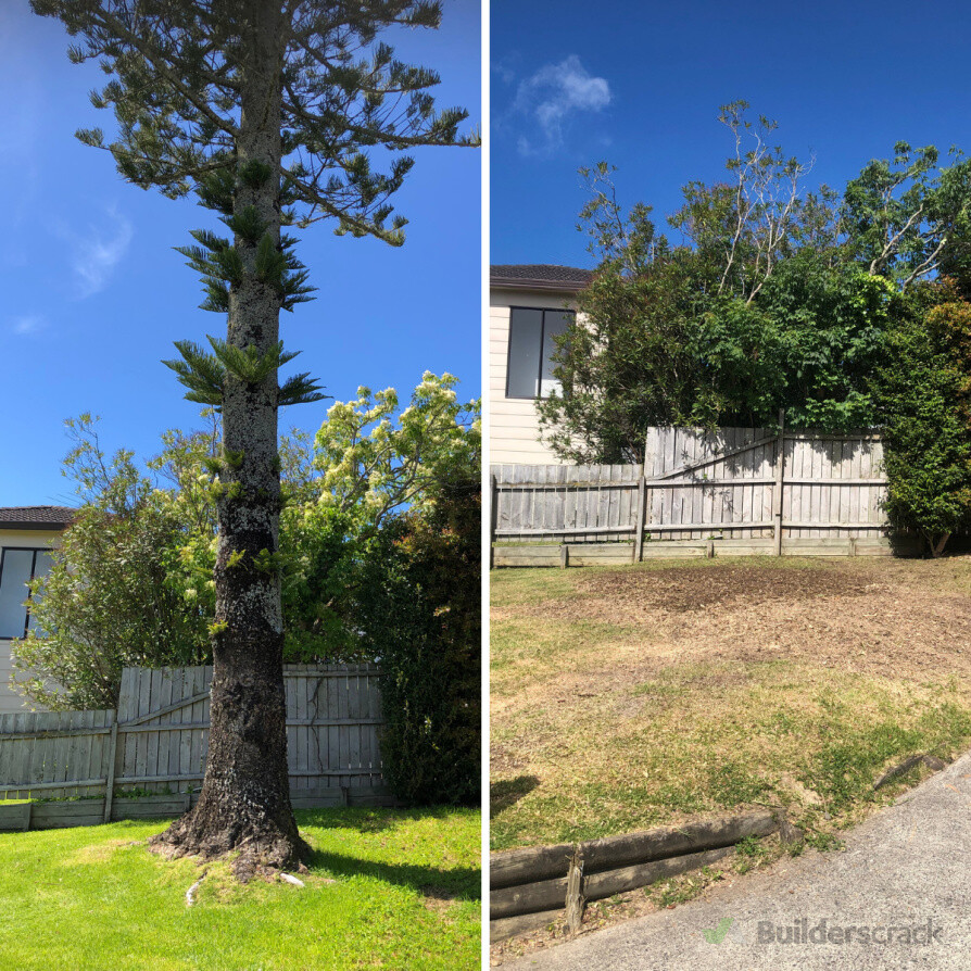 Tree Removal