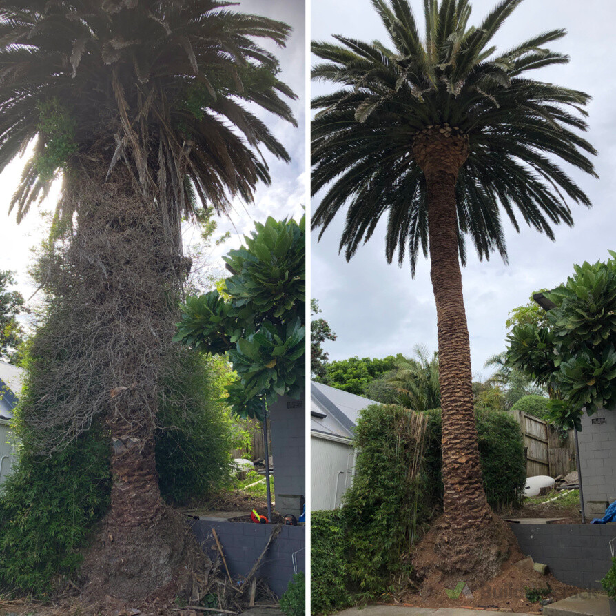 Palm Tidy Up