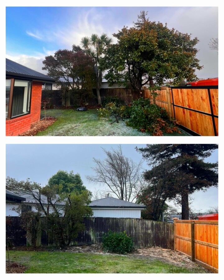 Tree removal