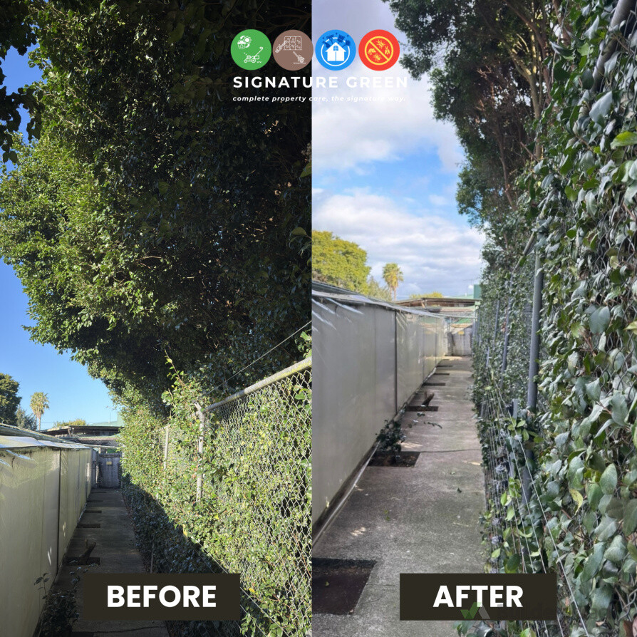 Overgrown hedge cut back to clear the walkway