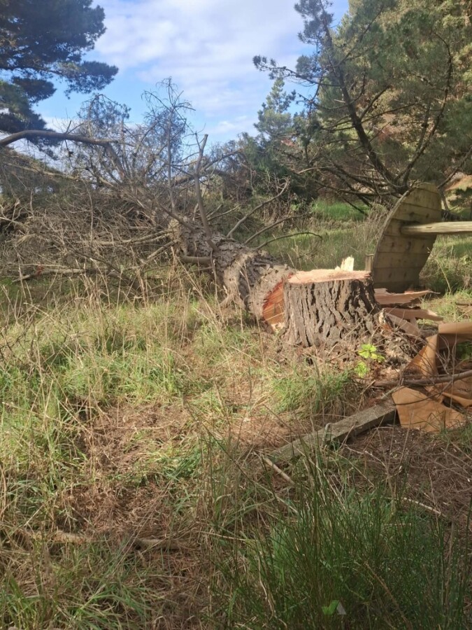 Chainsaw felling of large trees