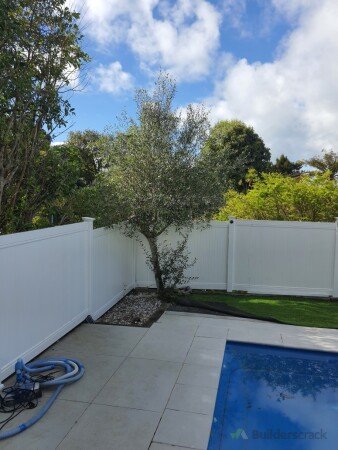 Olive Tree Before
