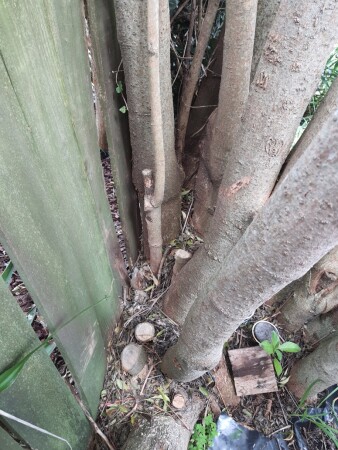 Tress leaning on fence cut