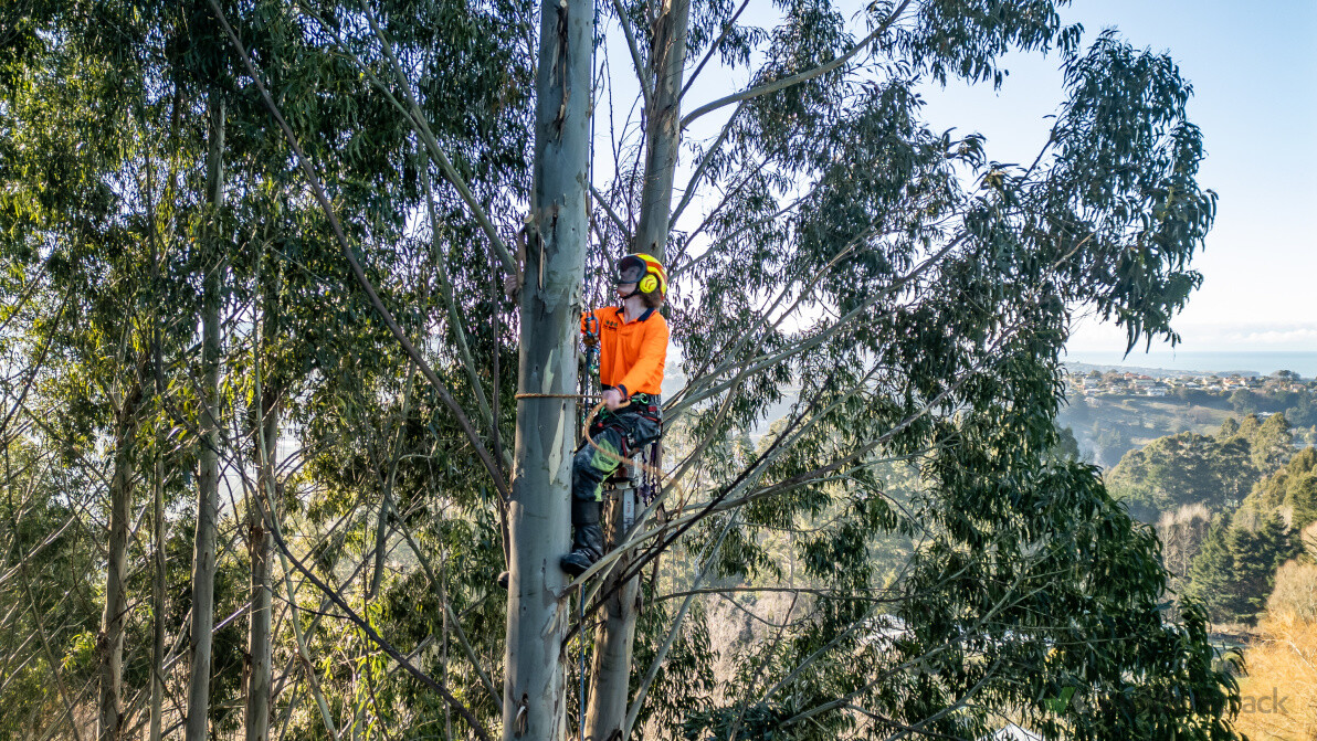 Tree Trimming and Removal