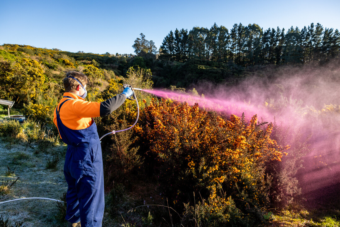 Broom and Gorse Spraying