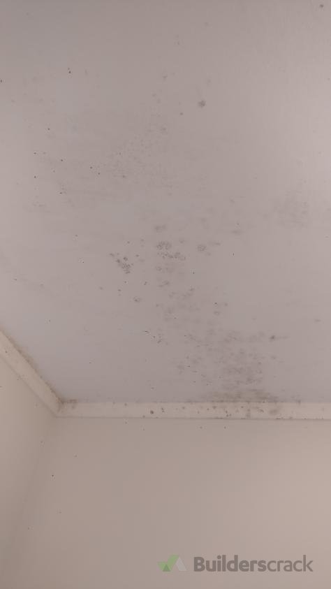 Paint Peeling And Mould On Bathroom Ceiling 232688