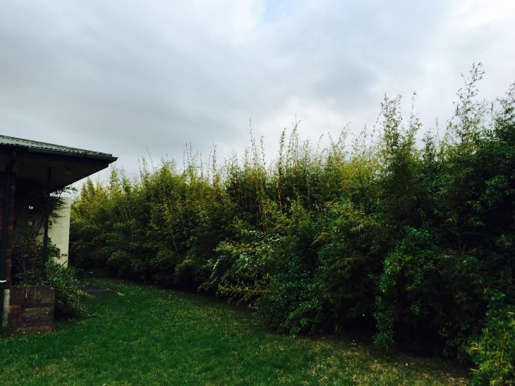 Bamboo Plant Removal & Disposal ( 71072) Builderscrack